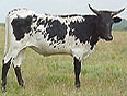 See more about breeding-age heifers