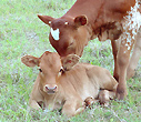 Spring Calves at the ranch