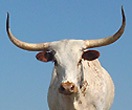 Longhorn Heifers for sale