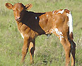 See more about young heifers