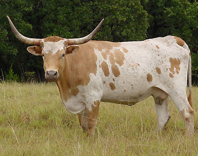 L-A Calico Rose | Texas Longhorn Cattle at Pearl Longhorn Ranch